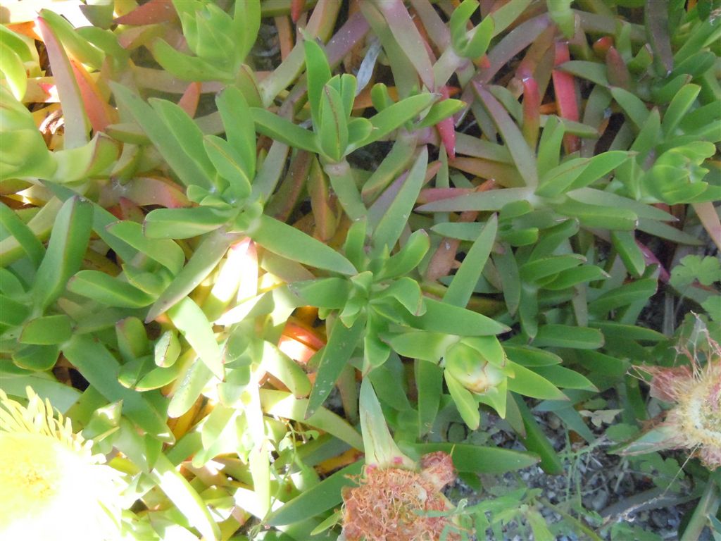 Carpobrotus edulis / Fico degli Ottentotti edule